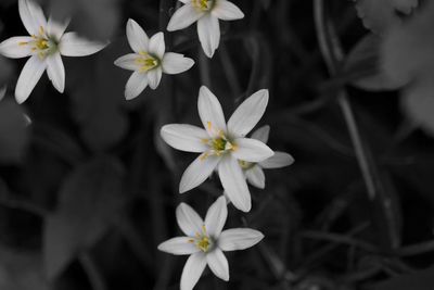 Close-up of white flowering plant