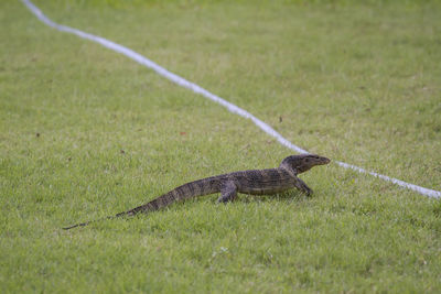 Lizard on a field