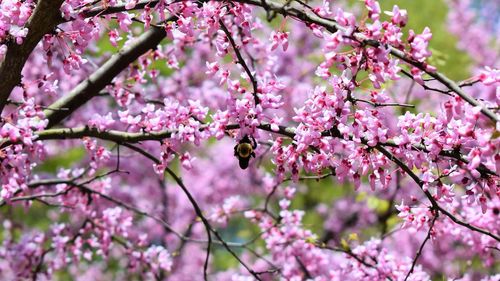 Pink cherry blossoms in spring