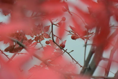 Close-up of autumn leaves on branch