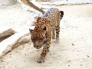 High angle view of a tiger