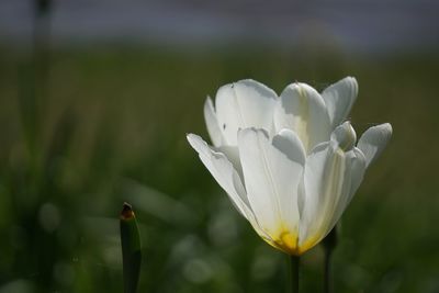 Close-up of white flowering plant