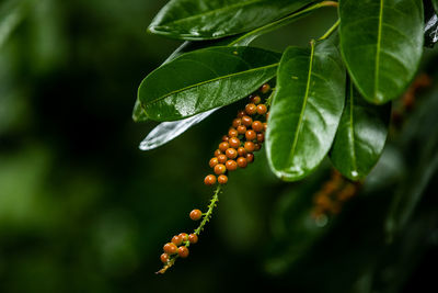 Orange berries on a green bush