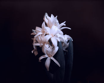 Close-up of white rose against black background