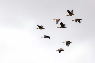 Low angle view of birds flying