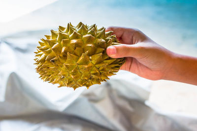 Close-up of person hand holding spiked food