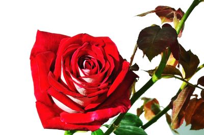 Close-up of red rose against white background