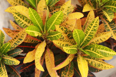 Close-up of fresh yellow leaves on plant