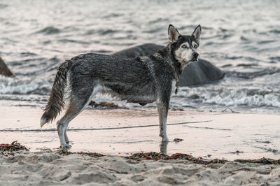 Dog running on beach