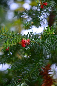 Low angle view of christmas tree