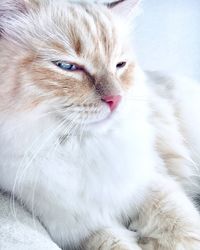 Close-up portrait of a cat