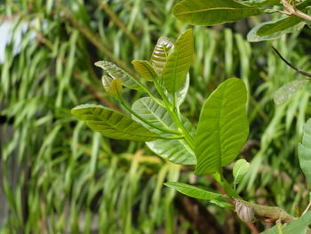 Close-up of green leaves on plant