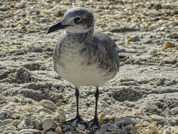 Close-up of seagull perching on land