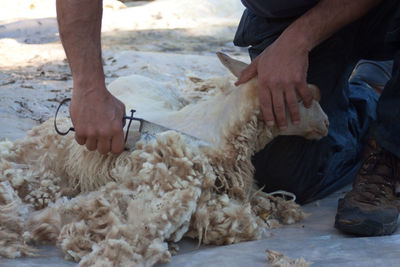 Low section of man with dog