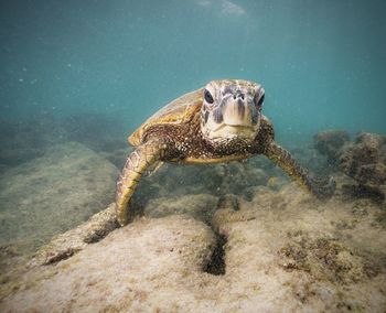 High angle view of turtle in water