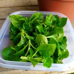 High angle view of green leaves in bowl on table