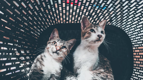 Close-up portrait of cat with kitten