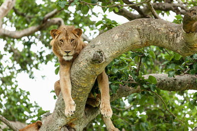 Portrait of lion sitting on tree in forest