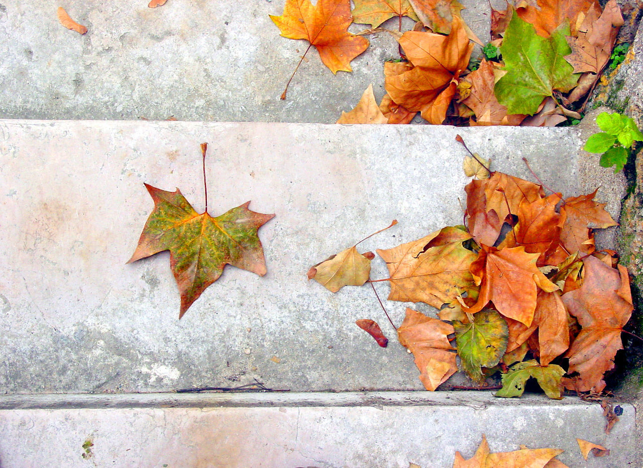 HIGH ANGLE VIEW OF AUTUMN LEAVES ON FOOTPATH