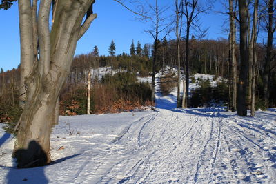 Bare trees on snow covered landscape