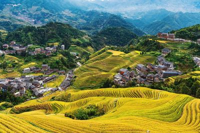 Scenic view of agricultural field