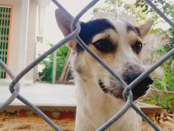 Close-up portrait of dog