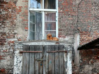 Cat on window of brick wall