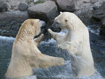 View of icebear in water