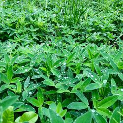 Full frame shot of wet leaves on field