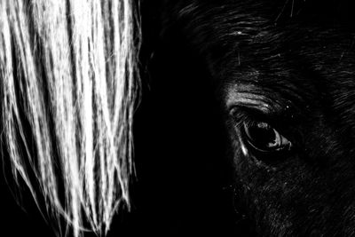 Close-up of horse eye