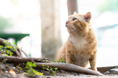 Close-up of cat looking away