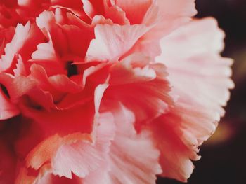 Macro shot of pink rose