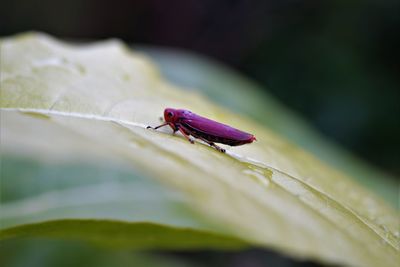 Close-up of common red leafhopper  on leaf