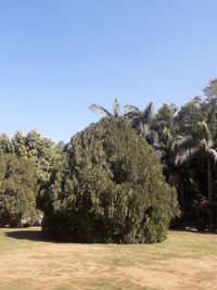 Trees against clear blue sky