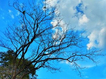 Low angle view of bare tree against blue sky