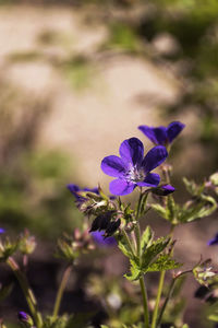 Close-up of purple flowering plant on field