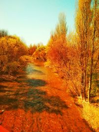 Trees in park