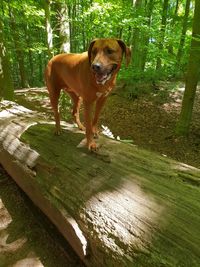 Portrait of dog standing on land