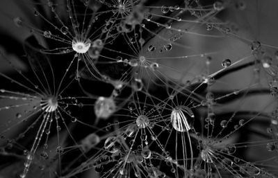 Close-up of spider web on plant