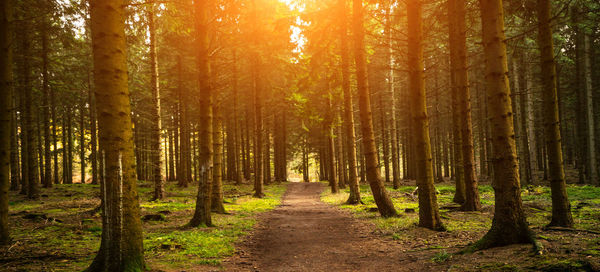 View of pine trees in forest