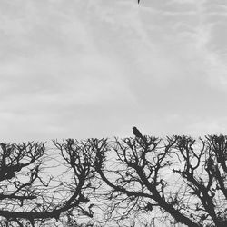 Low angle view of silhouette bare tree against sky