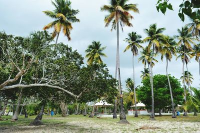 Palm trees on beach against sky