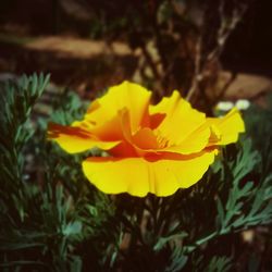 Close-up of yellow flower