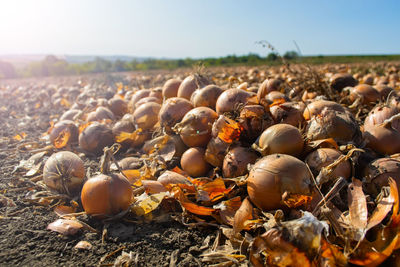 Close-up of shells on field