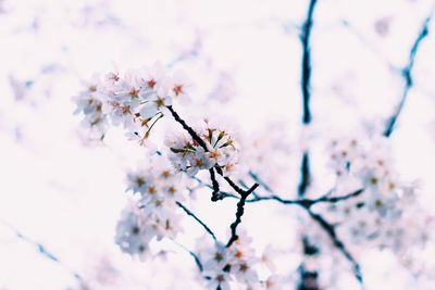 Close-up of cherry blossoms in spring