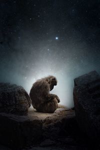 Side view of monkey sitting on rock against star field