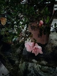 Close-up of pink flowers