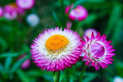 Close-up of pink flower