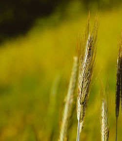 Close-up of plant growing on field