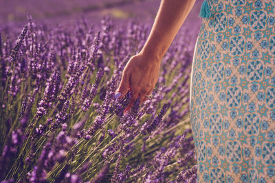 Low section of woman standing on lavender field